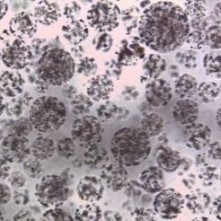 Quality  Protein Purification Magnetic Agarose Beads 10 - 30 μm 20% Volume Ratio 50 mL factory