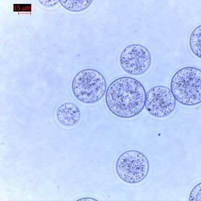 Quality  Agrose Magnetic Beads Protein Purification 30 μm 10% Volume Ratio 100 mL factory