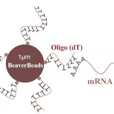 Quality  5 mL 1 μm Magnetic Beads Dna Library Construction Kit Oligo dT Bind mRNA Poly A factory