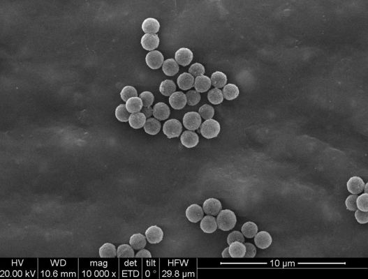 1μm Streptavidin Magnetic Beads For Chemiluminescence Cell Sorting Probe Capture