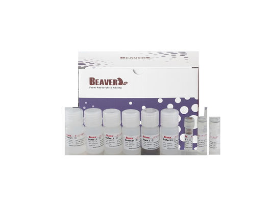 BeaverBeads Plasmid Kit Ultimate Solution for Nucleic Acid Extraction and Purification Needs