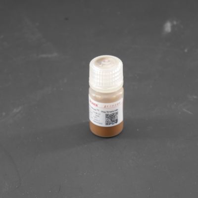 300nm Streptavidin Magnetic Beads for Chemiluminescence10 mg / mL 10 mL