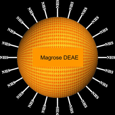 Agarose DEAE Protein Purification Magbeads 30-150 μm, 10% Volume Ratio, 100 mL