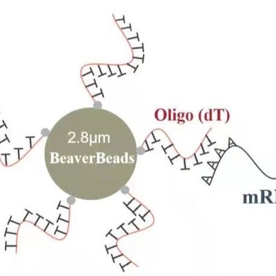 2 mL 2.8 μm Oligo dT Magnetic Beads Capture High Quality mRNA