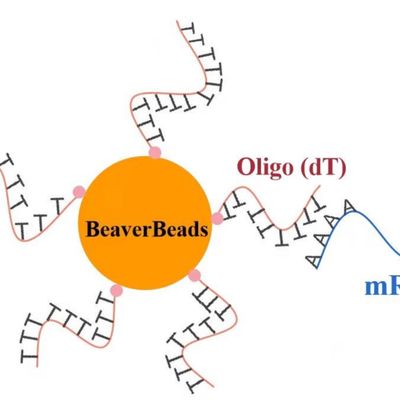 1mL 2.8 μm Oligo dT Magnetic Beads for DNA Library Construction Kit FDA