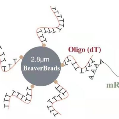 5 mL 2.8 μm Oligo dT Magnetic Beads Dna Library Construction Kit Capture High Quality mRNA