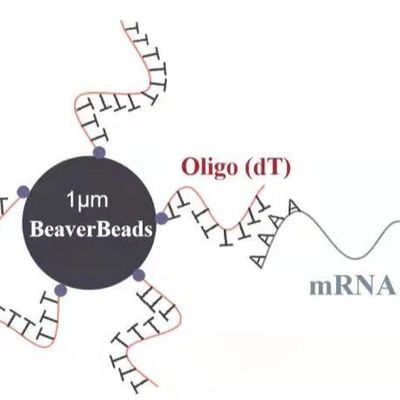 2 mL 1 μm Oligo dT Magnetic Beads Capture High Quality mRNA